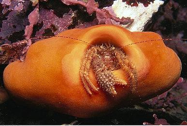 小修小改！《暗黑破坏神4》1.4.1补丁5月28日发布